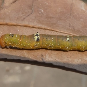 Oenochroma vinaria at Kambah, ACT - 26 Dec 2019 03:28 PM