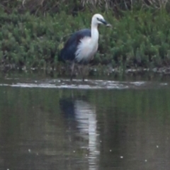 Ardea pacifica (White-necked Heron) at Gundaroo, NSW - 13 Dec 2019 by MaartjeSevenster