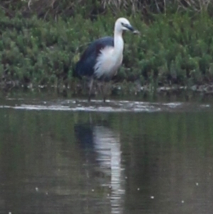 Ardea pacifica at Gundaroo, NSW - 13 Dec 2019 06:16 AM