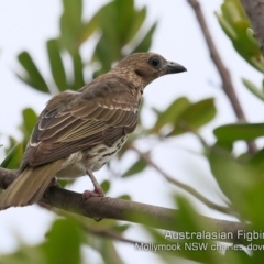 Sphecotheres vieilloti (Australasian Figbird) at Mollymook, NSW - 16 Dec 2019 by Charles Dove