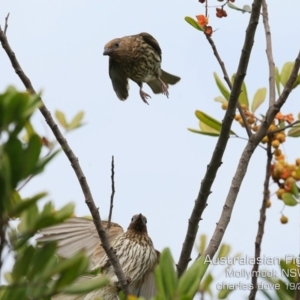 Sphecotheres vieilloti at Mollymook, NSW - 17 Dec 2019