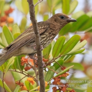 Sphecotheres vieilloti at Mollymook, NSW - 17 Dec 2019