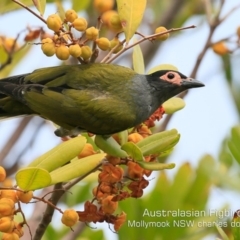 Sphecotheres vieilloti at Mollymook, NSW - 17 Dec 2019