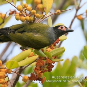 Sphecotheres vieilloti at Mollymook, NSW - 17 Dec 2019 12:00 AM
