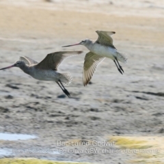 Limosa lapponica (Bar-tailed Godwit) at Jervis Bay National Park - 17 Dec 2019 by Charles Dove