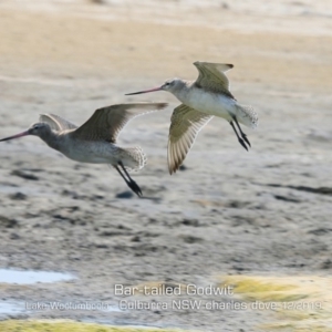 Limosa lapponica at Culburra Beach, NSW - 18 Dec 2019 12:00 AM
