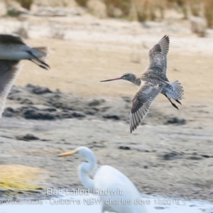 Limosa lapponica at Culburra Beach, NSW - 18 Dec 2019 12:00 AM