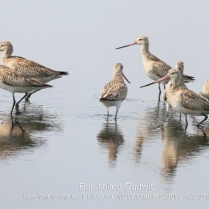 Limosa lapponica at Culburra Beach, NSW - 18 Dec 2019 12:00 AM
