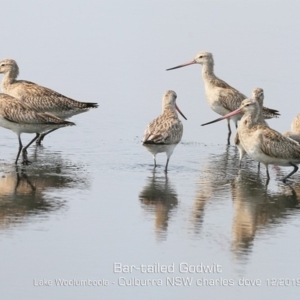 Limosa lapponica at Culburra Beach, NSW - 18 Dec 2019