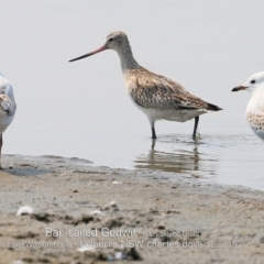 Limosa lapponica at Culburra Beach, NSW - 18 Dec 2019