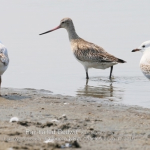 Limosa lapponica at Culburra Beach, NSW - 18 Dec 2019 12:00 AM