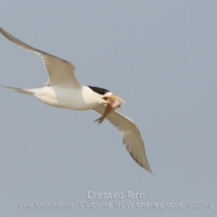 Thalasseus bergii (Crested Tern) at Culburra Beach, NSW - 18 Dec 2019 by CharlesDove