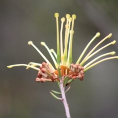 Grevillea juniperina subsp. villosa at Mongarlowe River - 24 Dec 2019 by LisaH