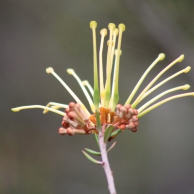 Grevillea juniperina subsp. villosa at Mongarlowe, NSW - 24 Dec 2019 by LisaH