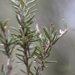 Grevillea juniperina subsp. villosa at Mongarlowe, NSW - 24 Dec 2019 12:06 PM