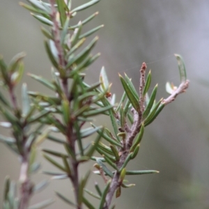 Grevillea juniperina subsp. villosa at Mongarlowe, NSW - 24 Dec 2019
