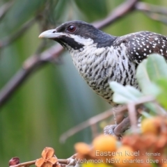 Eudynamys orientalis (Pacific Koel) at Mollymook Beach, NSW - 16 Dec 2019 by CharlesDove