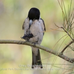 Cracticus torquatus (Grey Butcherbird) at Wairo Beach and Dolphin Point - 17 Dec 2019 by CharlesDove