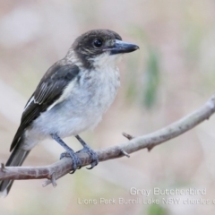 Cracticus torquatus at Burrill Lake, NSW - 18 Dec 2019 12:00 AM