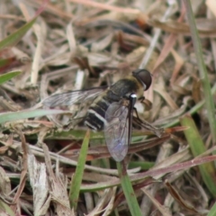 Villa sp. (genus) (Unidentified Villa bee fly) at QPRC LGA - 23 Dec 2019 by LisaH