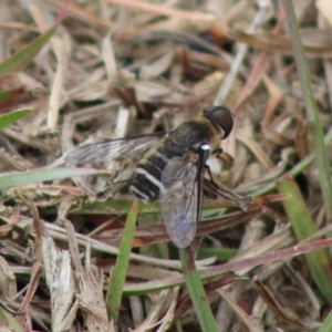 Villa sp. (genus) at Mongarlowe, NSW - 23 Dec 2019 12:34 PM