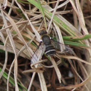 Villa sp. (genus) at Mongarlowe, NSW - 23 Dec 2019 12:34 PM