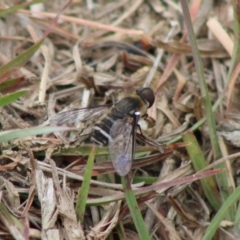 Villa sp. (genus) at Mongarlowe, NSW - 23 Dec 2019 12:34 PM