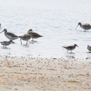 Calidris canutus at Culburra Beach, NSW - 18 Dec 2019 12:00 AM