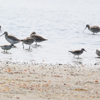 Calidris canutus (Red Knot) at Jervis Bay National Park - 17 Dec 2019 by Charles Dove