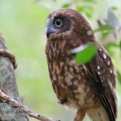 Ninox boobook (Southern Boobook) at Mollymook Beach, NSW - 17 Dec 2019 by CharlesDove