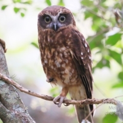 Ninox boobook at Mollymook Beach, NSW - 17 Dec 2019