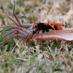 Cryptocheilus sp. (genus) (Spider wasp) at Mollymook, NSW - 18 Dec 2019 by CharlesDove