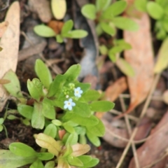 Myosotis laxa subsp. caespitosa (Water Forget-me-not) at Mongarlowe River - 23 Dec 2019 by LisaH