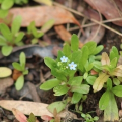 Myosotis laxa subsp. caespitosa at Mongarlowe, NSW - 23 Dec 2019