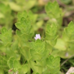 Gratiola peruviana (Australian Brooklime) at Mongarlowe River - 23 Dec 2019 by LisaH