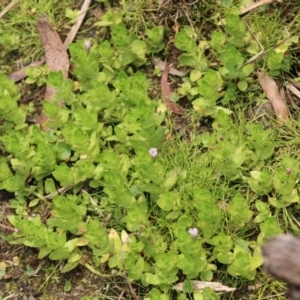 Gratiola peruviana at Mongarlowe, NSW - 23 Dec 2019