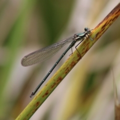 Austroargiolestes icteromelas (Common Flatwing) at Mongarlowe, NSW - 23 Dec 2019 by LisaH