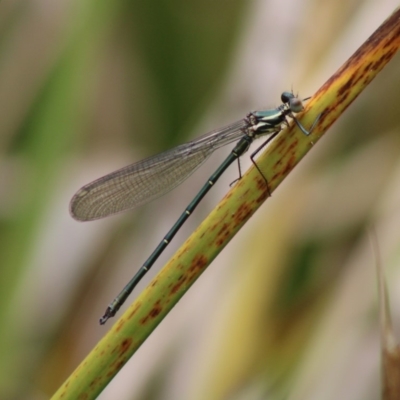 Austroargiolestes icteromelas (Common Flatwing) at Mongarlowe River - 23 Dec 2019 by LisaH