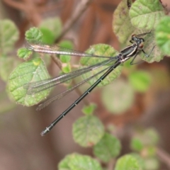 Austroargiolestes icteromelas at Mongarlowe, NSW - 23 Dec 2019 12:59 PM