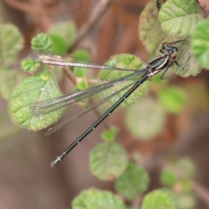 Austroargiolestes icteromelas at Mongarlowe, NSW - 23 Dec 2019 12:59 PM