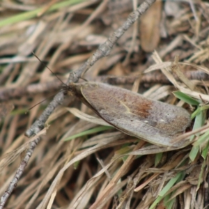 Heteronympha merope at Mongarlowe, NSW - 23 Dec 2019