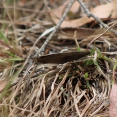 Heteronympha merope at Mongarlowe, NSW - 23 Dec 2019