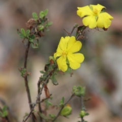 Hibbertia obtusifolia (Grey Guinea-flower) at Mongarlowe River - 23 Dec 2019 by LisaH