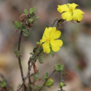 Hibbertia obtusifolia at Mongarlowe, NSW - 23 Dec 2019 01:06 PM