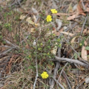 Hibbertia obtusifolia at Mongarlowe, NSW - 23 Dec 2019 01:06 PM