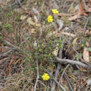 Hibbertia obtusifolia at Mongarlowe, NSW - 23 Dec 2019