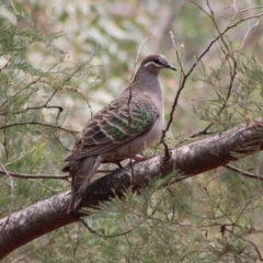 Phaps chalcoptera (Common Bronzewing) at Mongarlowe River - 23 Dec 2019 by LisaH
