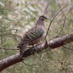 Phaps chalcoptera (Common Bronzewing) at QPRC LGA - 23 Dec 2019 by LisaH