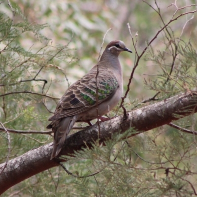 Phaps chalcoptera (Common Bronzewing) at QPRC LGA - 23 Dec 2019 by LisaH