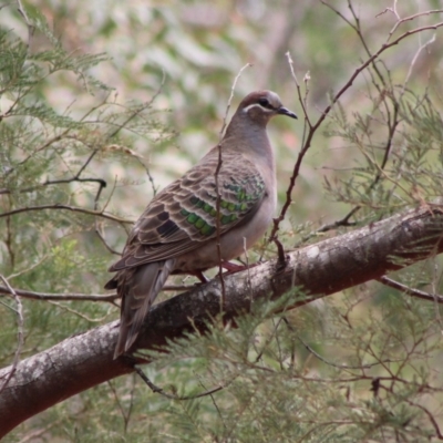 Phaps chalcoptera (Common Bronzewing) at Mongarlowe River - 23 Dec 2019 by LisaH